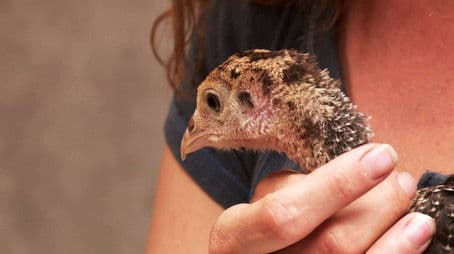 Itchin' for a Stichin'