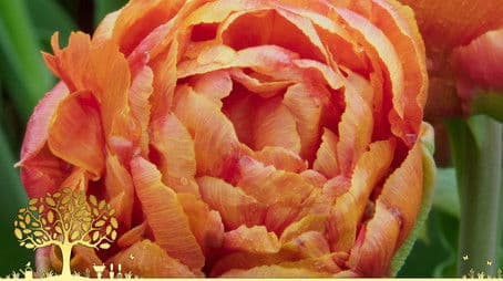 Winter Specials: Episode 3