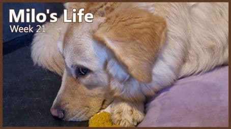 Living The Life | Week 21