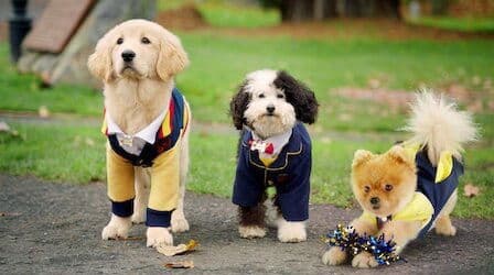 The Day of the Stray