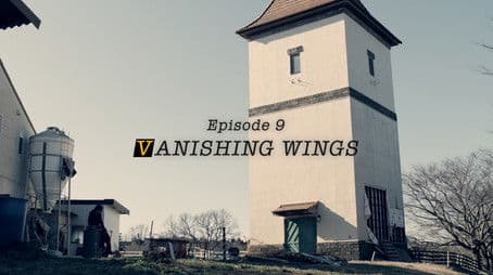 VANISHING WINGS