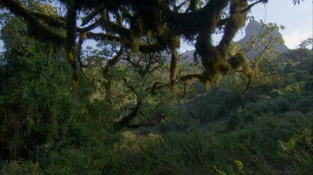 Deleted Scene - Harenna Forest