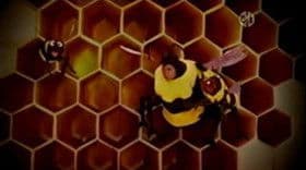 Baby Bear is Afraid of Bees