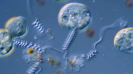 Flinching Saves Lives in the Microcosmos