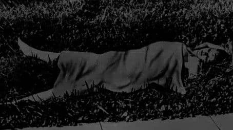 The Chilling Mystery of the Black Dahlia