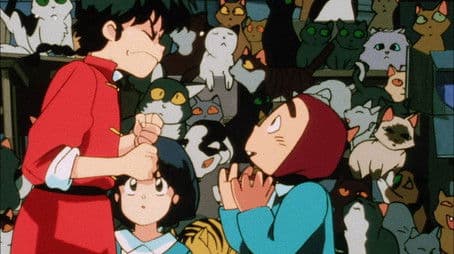 You Really Do Hate Cats!