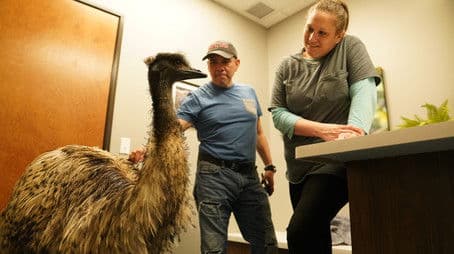 Big Bird, Big Problem