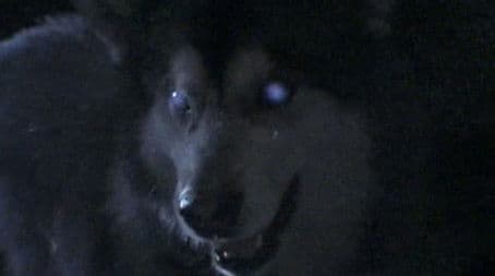 The Tale of the Hunted