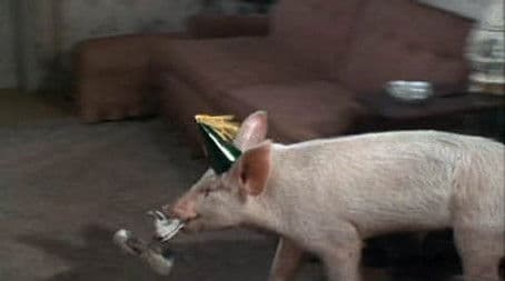 Won't You Come Home, Arnold Ziffel?