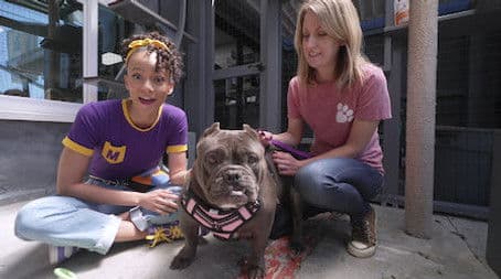 Meekah's Awesome Animal Adventure