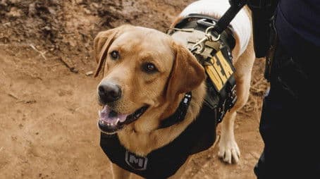 Nā lā ʻīlio (Dog Days)