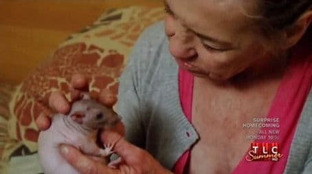 Growing Fingernails; Hairless Rats
