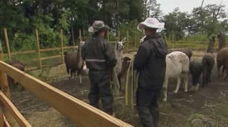 When the Cow Kicked Me in the Head