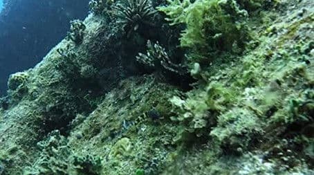 Columbus: Legend or Liar?