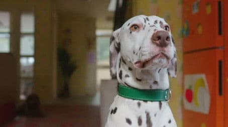 Waffle and the Good Dog