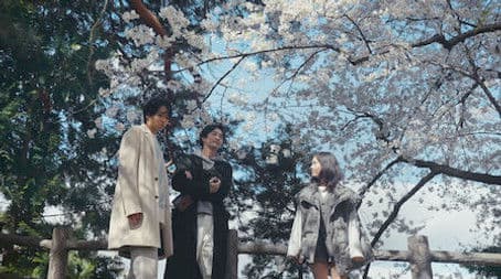 A Wish Upon the Falling Cherry Blossoms