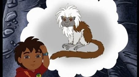 Cotton-Top Tamarin Cave Rescue