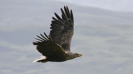 Eagles of Mull
