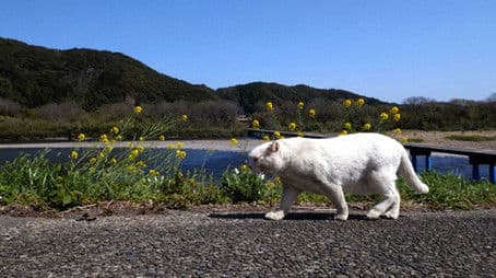 Shimanto and Tosashimizu