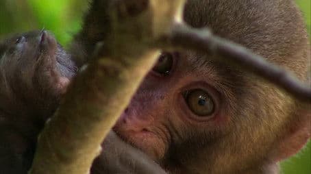 If I Were a Japanese Macaque