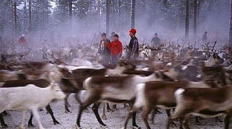 On the Path of the Reindeer