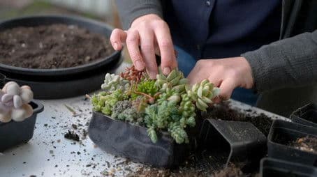 Episode 25 Succulent, Botanic, Radio, Overgrown & Native