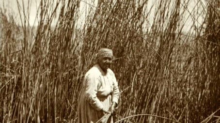 Ecology - Pulse of the Planet