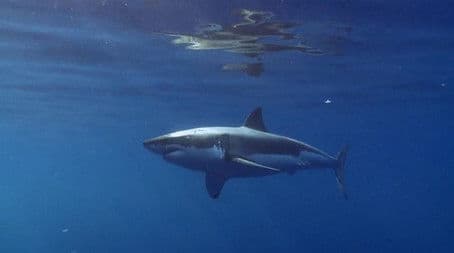 The San Francisco Slayer