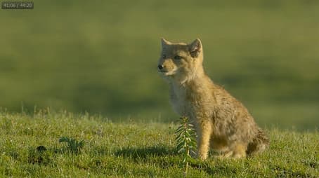 Surviving the Ancient Grasslands