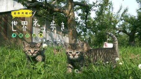 The Four Seasons: Spring & Summer Special