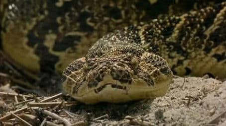 Serpent: Through the Eyes of the Snake