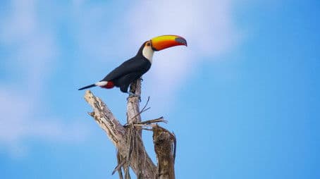 Land of Giants and Pygmies