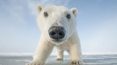 Snowbound: Animals of Winter