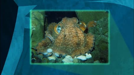 Mystery of the Weird Looking Walrus