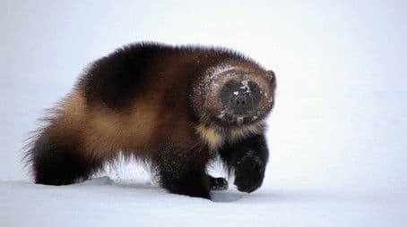 Wolverine: Chasing the Phantom