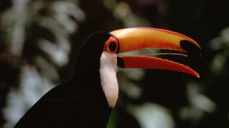 To Fly or Not to Fly?