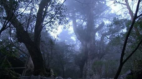 Yakushima: People Gathering at Giant Trees