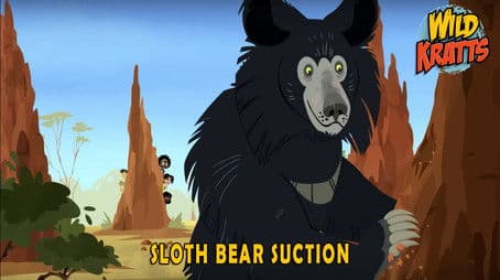 Sloth Bear Suction