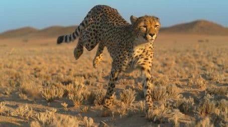 Growing up Cheetah