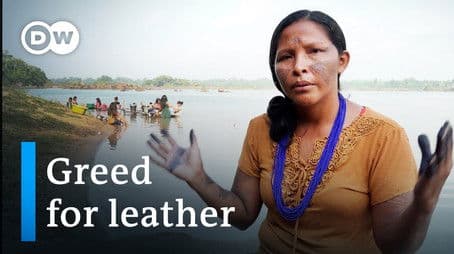 Illegal leather - How the car industry is threatening the rainforest