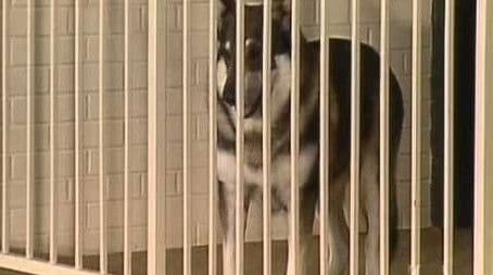 Three Monkeys of Bah Roghar (1)