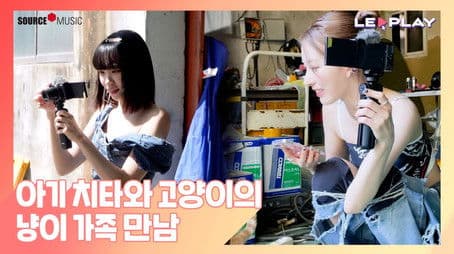 A Baby Cheetah Meets a Feline Family | Cat + Cat + Cheetah = Sinful Combination