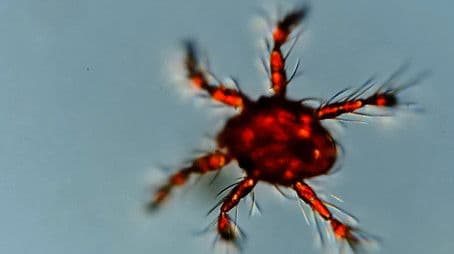 The Fantastic Feet of the Microcosmos