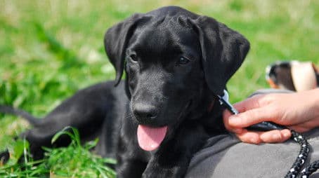 Martin Clunes: A Man and His Dogs (Part 2)