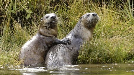 Yellowstone Otters