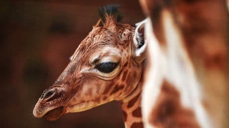 Make Way for Baby Giraffe