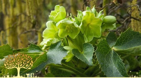 Winter Specials 2021/22: Episode 1