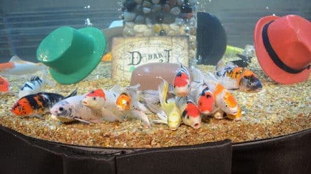 Tip of the Hat to the Devils