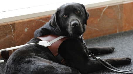 Off to Puppy College