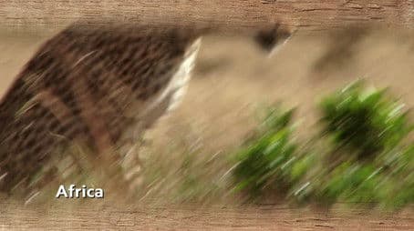 Chilled-Out Cheetahs